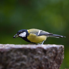 Bird feeding sunflower seeds from the feeder. Parus major