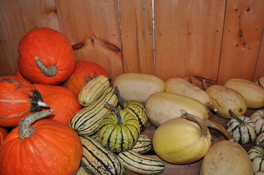Citrouilles et vari&eacute;t&eacute;s de courges