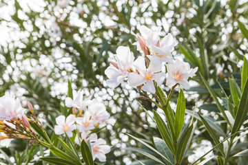 blurred background flowering branches of white oleander in the south