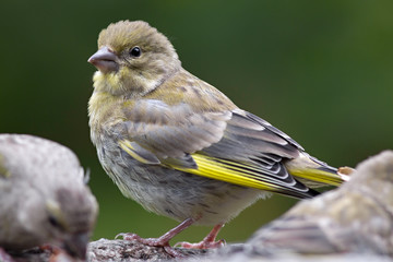 Bird feeding sunflower seeds from the feeder. Greenfinch. Cardue