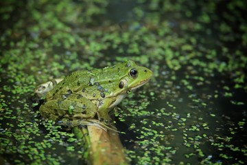 Grenouille verte