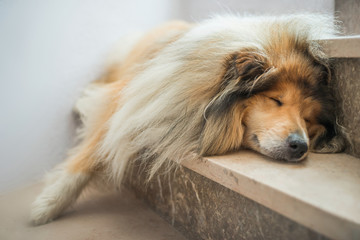 hundemüde – Collie schläft auf Treppe