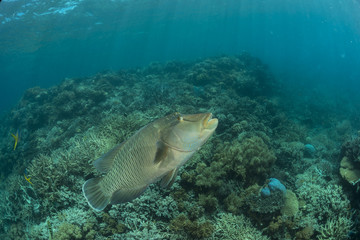 Adult male Napoleon Wrasse in the Great Barrier Reef