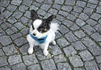 Small white Dog with black ears on a leash
