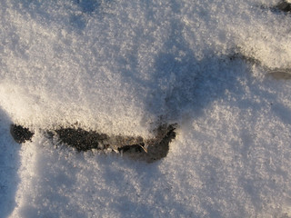 Snow closeup winter landscape detail, Stockholm, Sweden.