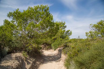 Fototapeta na wymiar bewachsene Dünenlandschaft mit weißem Sand und tiefgrünen Bäumen