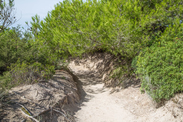 bewachsene Dünenlandschaft mit weißem Sand und tiefgrünen Bäumen