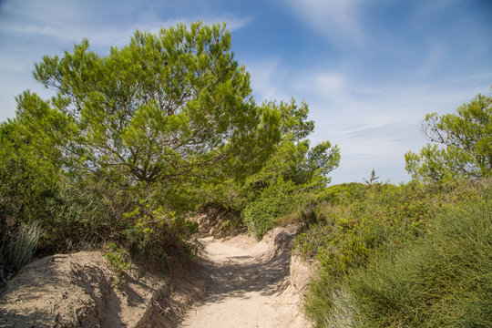 bewachsene Dünenlandschaft mit weißem Sand und tiefgrünen Bäumen