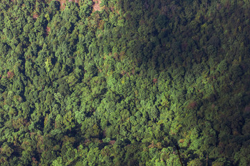 forest tree background