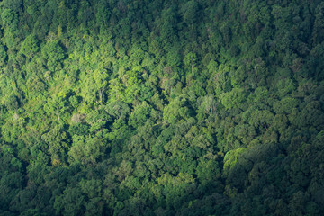 forest tree background