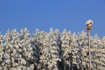 Скворечник. © vubaz