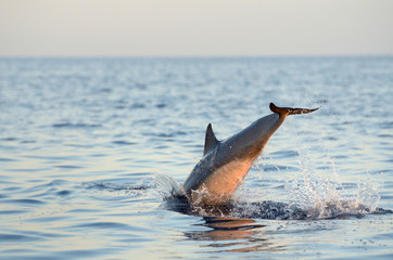 Jumping dolphin