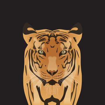 Flat vector portrait of a tiger. Beautiful face of a big cat with penetrating eyes.