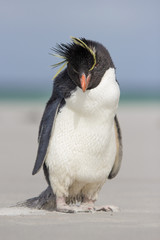 Rockhopper Penguin (Eudyptes chrysocome portrait on beach