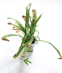 Dying potted plant - Chlorophytum - obrazy, fototapety, plakaty