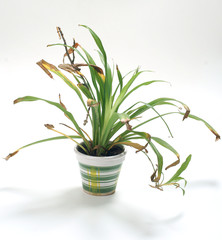 Dying potted plant - Chlorophytum - obrazy, fototapety, plakaty