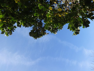 Green Tree Branches on Sky Background