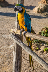blau gelber Ara