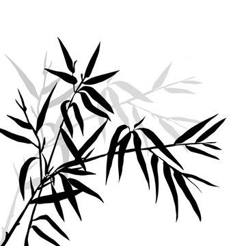 Bamboo leaf background. The top of the bamboo.