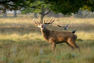Red Deer, Deer, Cervus elaphus - Rut time.