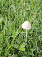 small Mushrooms Growing in Grass