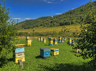 beehives are exposed on a green glade in mountains