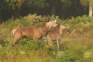 Red Deer, Deer, Cervus elaphus - Rut time.