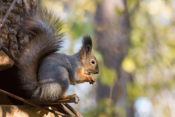 squirrel on the tree