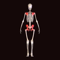 skeleton shoulder and hip pain