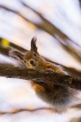 squirrel on the tree