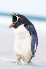 Rockhopper Penguin (Eudyptes chrysocome) on beach