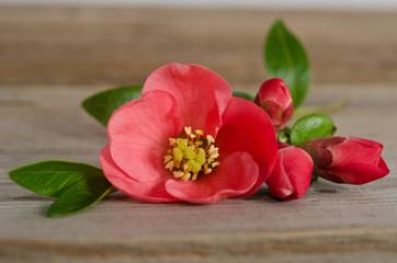 beautiful pink flowers with buds on wooden background