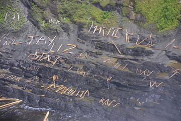 mots en troncs d'arbre