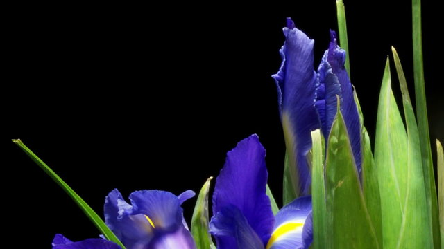 Time-lapse of Iris flowers blooming. 
