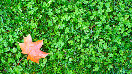 maple leaf on the grass