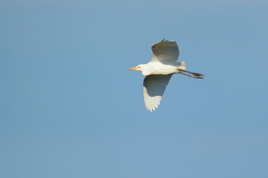 Airone guardabuoi (Bubulcus ibis)
