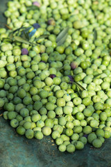 harvesting olives in Spain