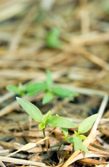 Purple chilli sprout in the farm.