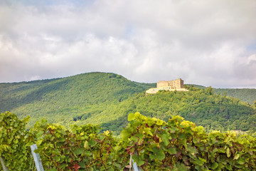 Fototapeta na wymiar Castle Hambacher Schloss, view from vineyard