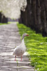 New beginning,Blossom, Death,Dead tree,Spring, Flowers, Beauty I