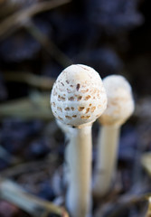 Young parasol mushroom.