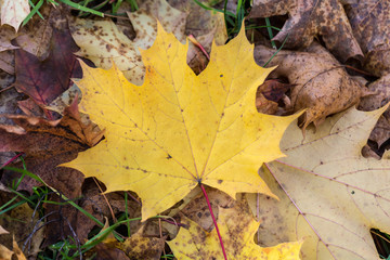 Beautiful autumn forest scenery with colorful leaves