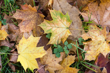 Naklejka na ściany i meble Beautiful autumn forest scenery with colorful leaves