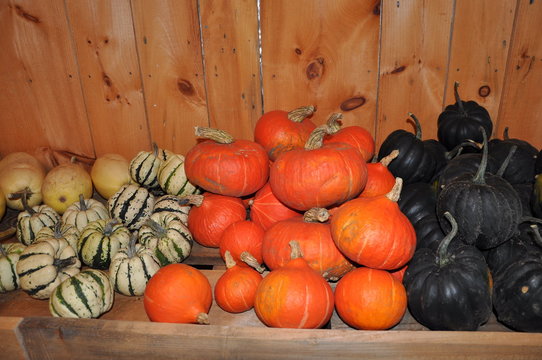Courges, potimarrons et citrouilles