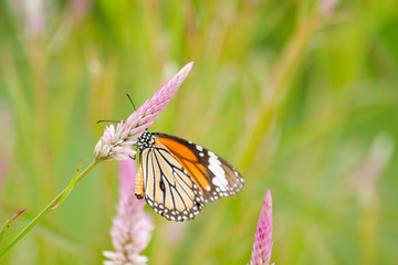 orange butterfly on flower