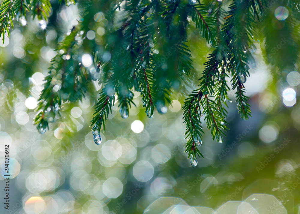 Poster Branch of fir tree with waterdrops. Shallow DOF