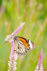 orange butterfly on flower