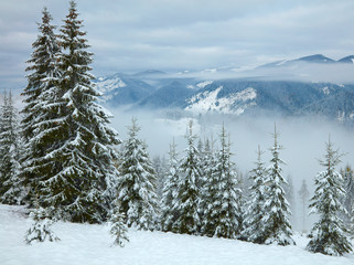 Winter trees in the mountains. Carpathians, Ukraine