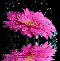 Obraz premium Pink gerbera flower into the rain reflected in the water