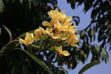 Fototapeta premium fleur de frangianier